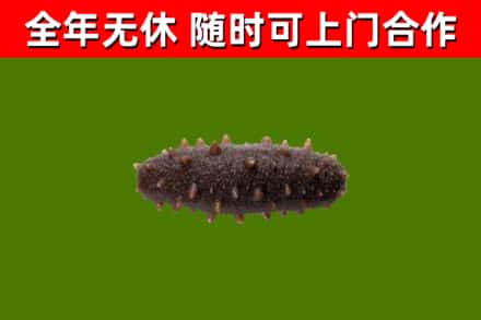 南阳烟酒回收干海参.jpg